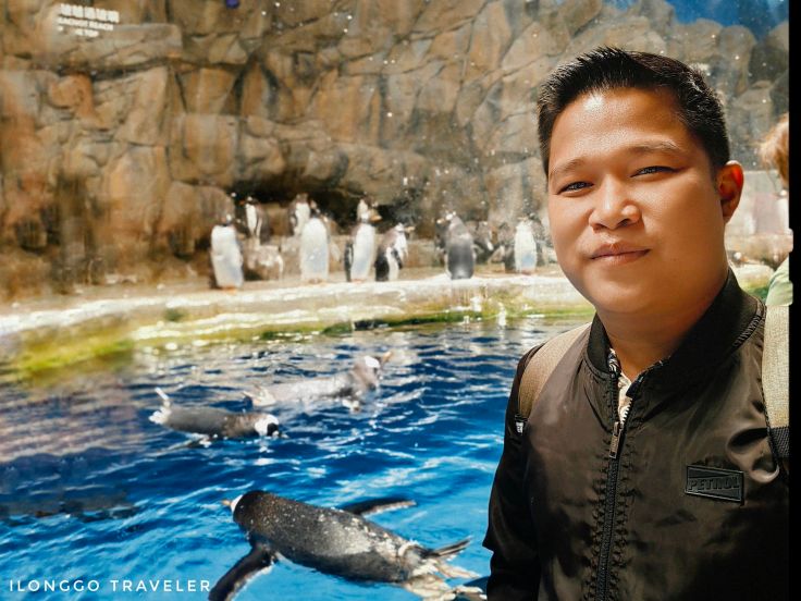 Group of king, gentoo and rockhopper penguins standing on ice near underwater viewing pool at South Pole Spectacular, Ocean Park Hong Kong