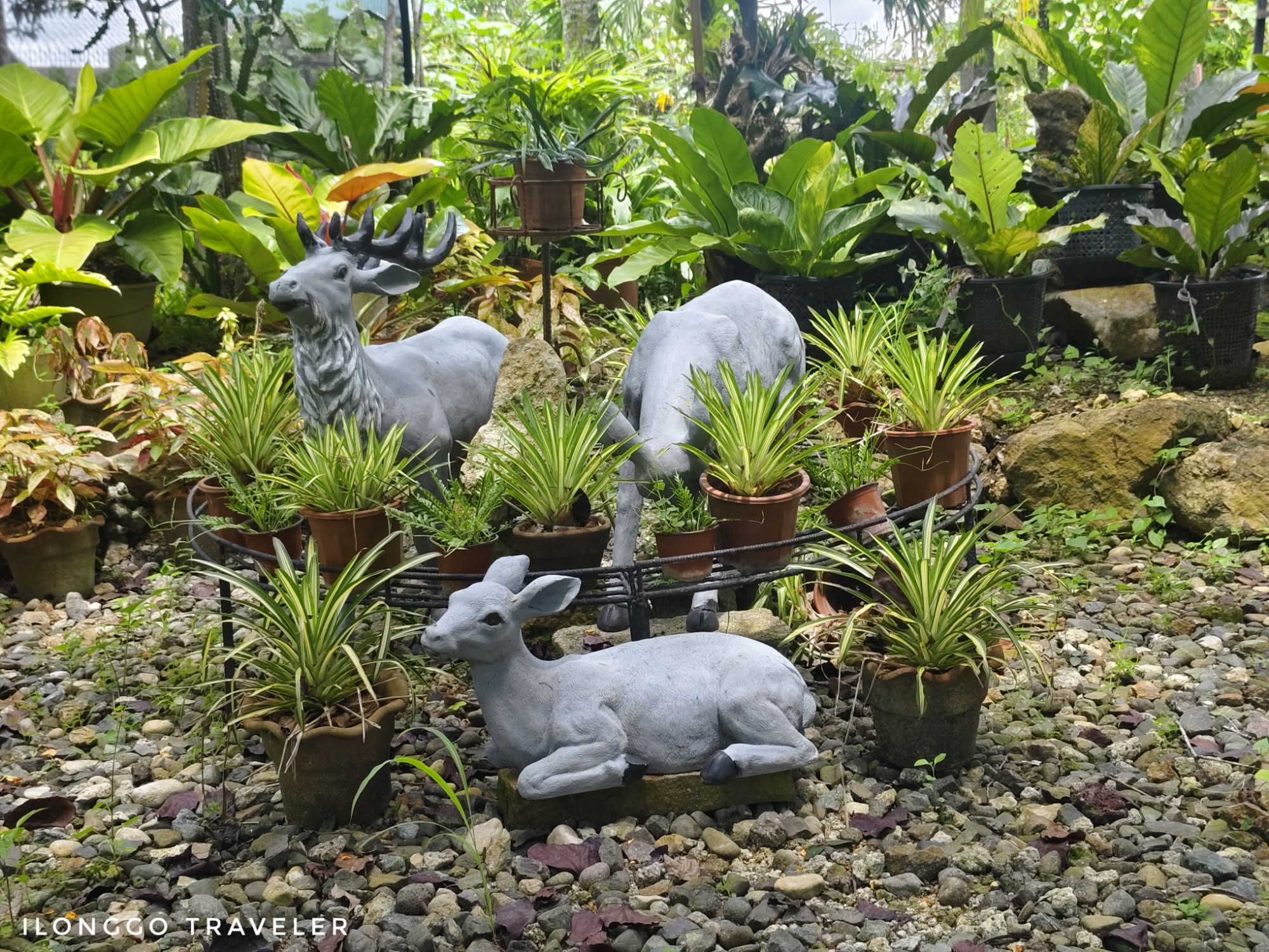 Lush garden filled with exotic plants at Neptune Pittman’s Garden in Guimaras