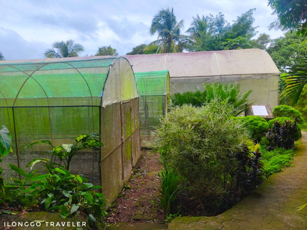 Hydroponic greenhouse growing rows of crisp green lettuce